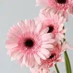 Gerbera Cameron Pink (En Vrac)