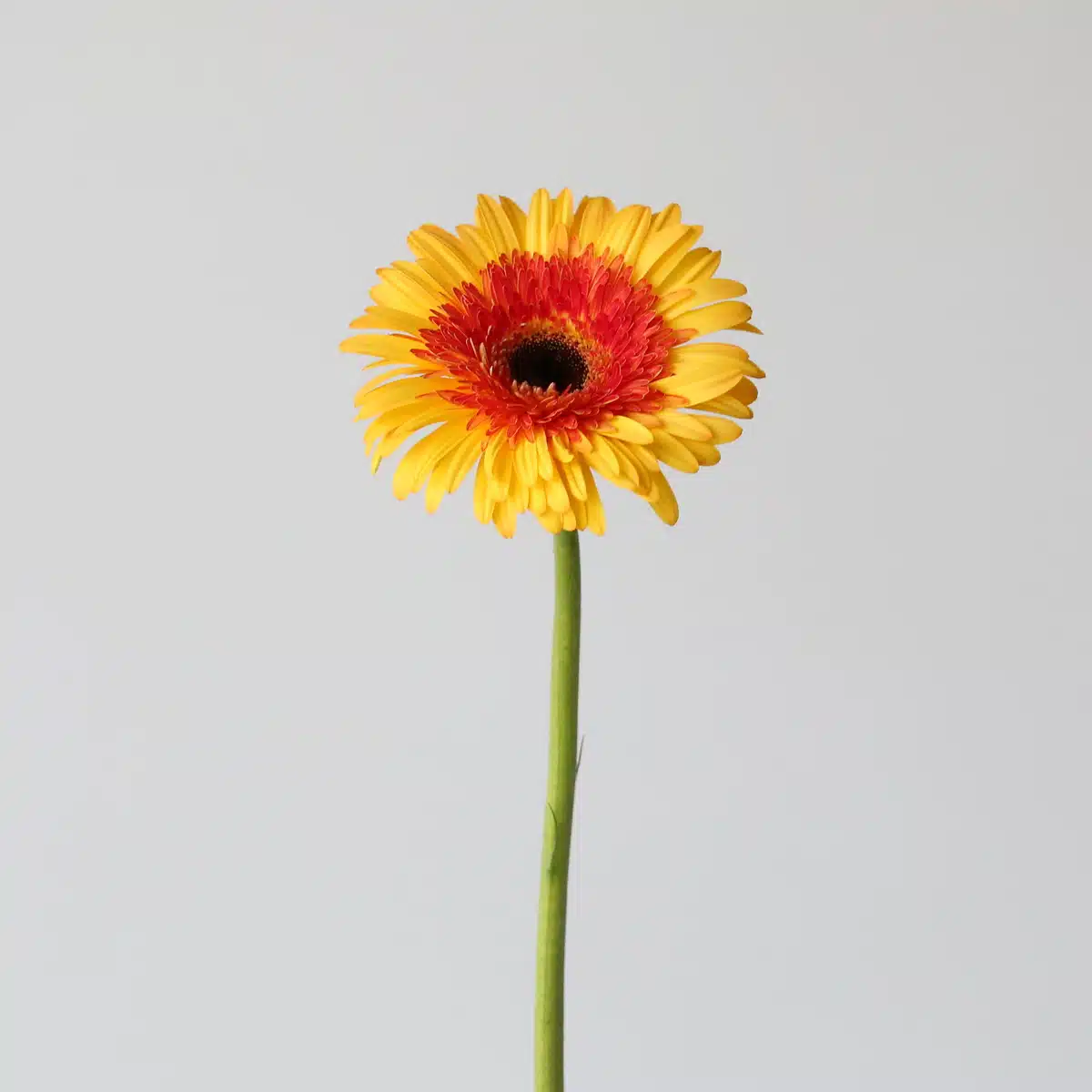 Gerbera Candy Corn (Bulk DIY)