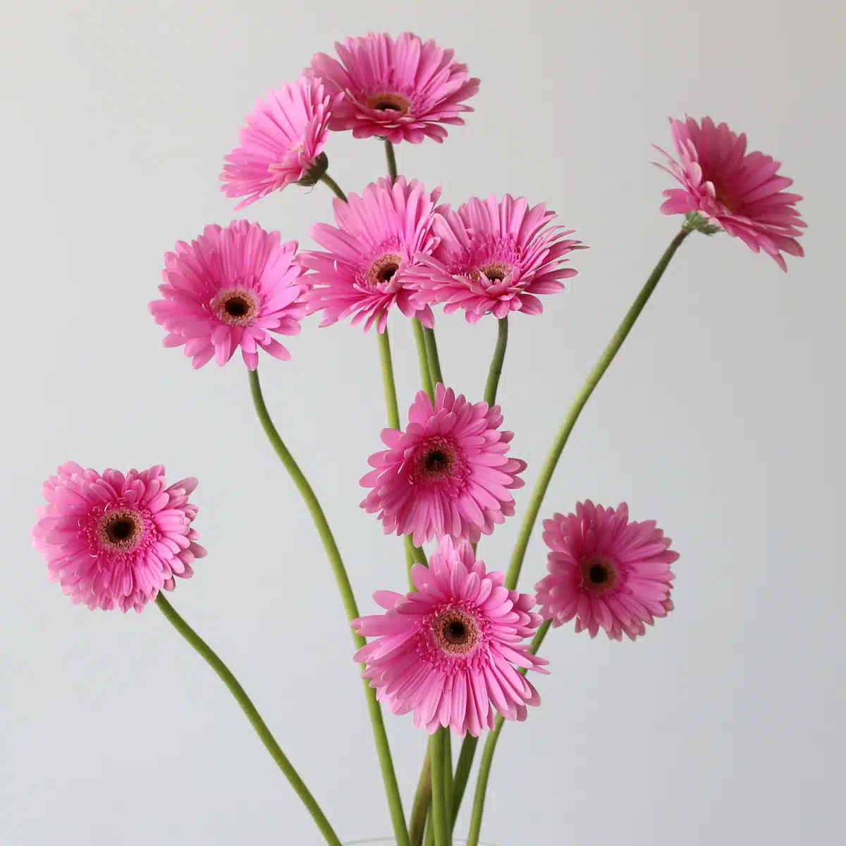 Gerbera Dreamer Bunch