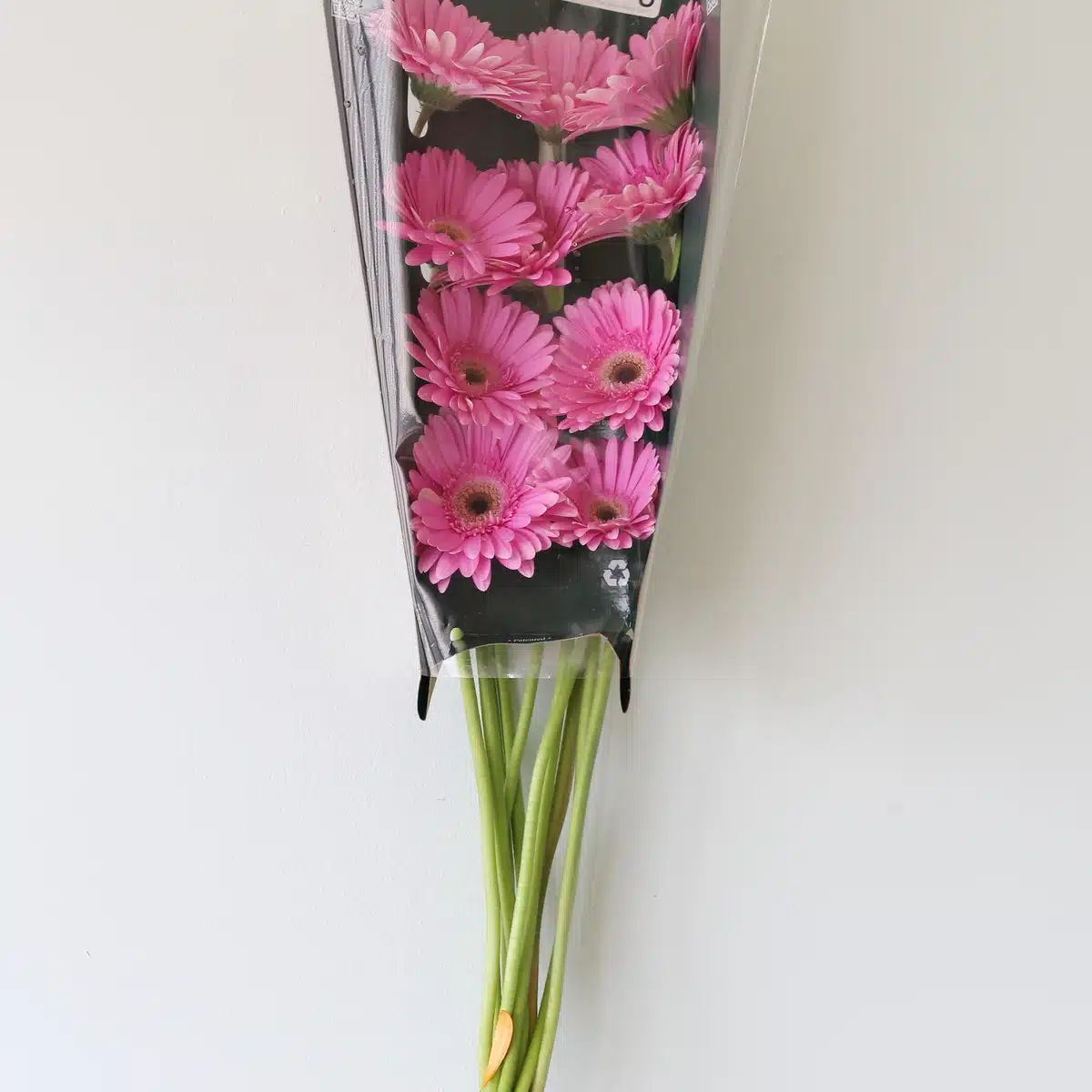 Gerbera Dreamer (Bulk DIY)
