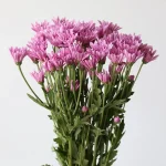 Chrysanthemum Cushion Veronica