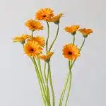 Mini Gerbera Bondi Beach (Bulk DIY)