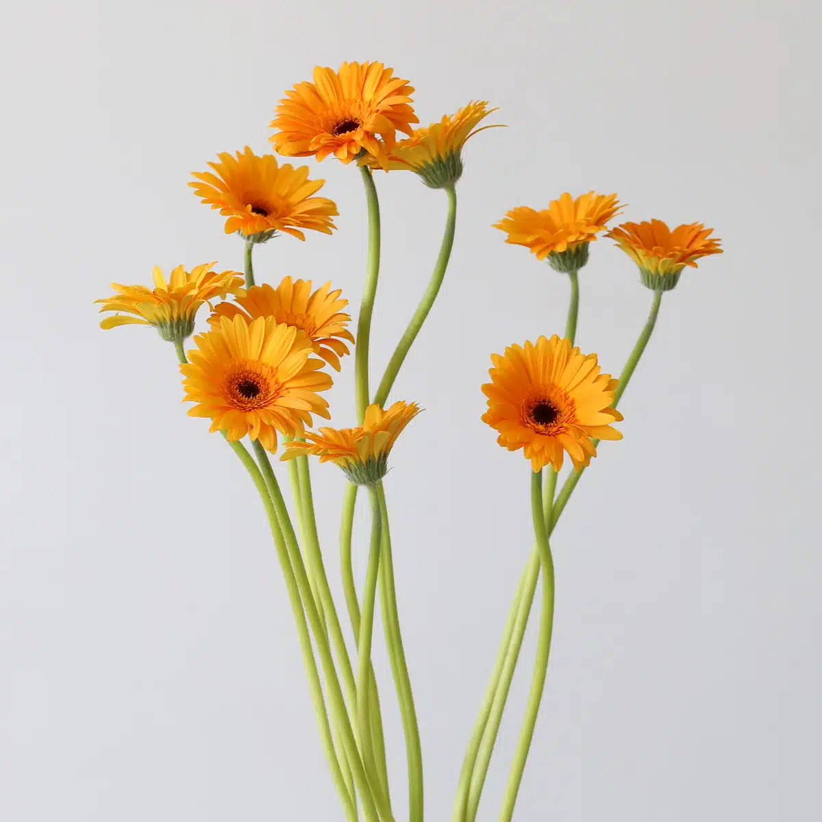Mini Gerbera Bondi Beach orange bunch