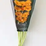 Mini Gerbera Bondi Beach (Bulk DIY)