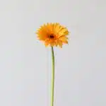 Mini Gerbera Bondi Beach (Bulk DIY)