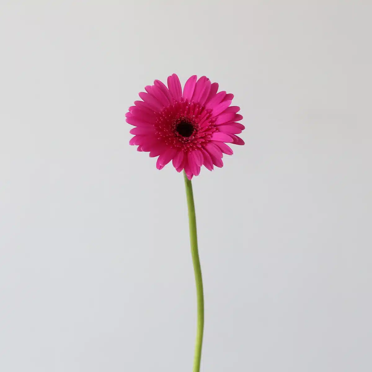 Mini Gerbera Boost Fuchsia (Bulk DIY)