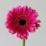 Mini Gerbera Design Fuchsia (Bulk DIY)