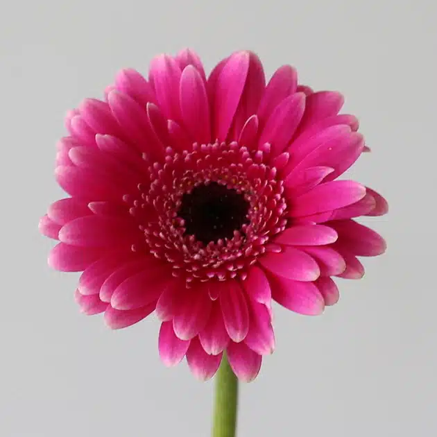 Mini Gerbera Design Fuchsia