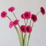 Mini Gerbera Design Fuchsia (Bulk DIY)