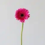 Mini Gerbera Design Fuchsia (Bulk DIY)