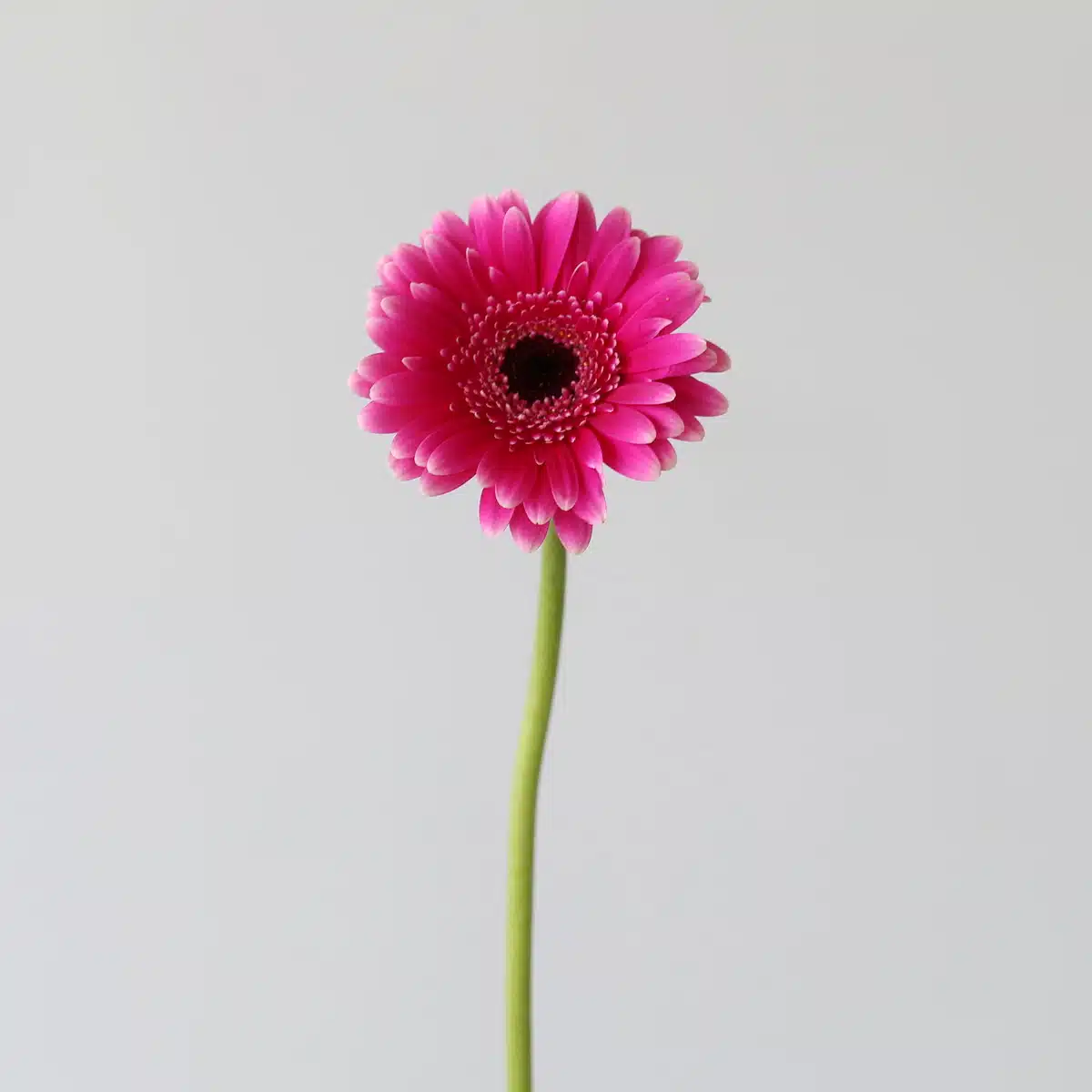 Mini Gerbera Design Fuchsia (Bulk DIY)