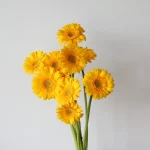 Mini Gerbera Assorted (Bulk DIY)