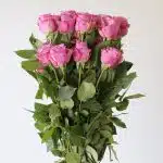 Bulk Cool Water Roses – 50 cm