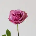 Bulk Cool Water Roses – 50 cm