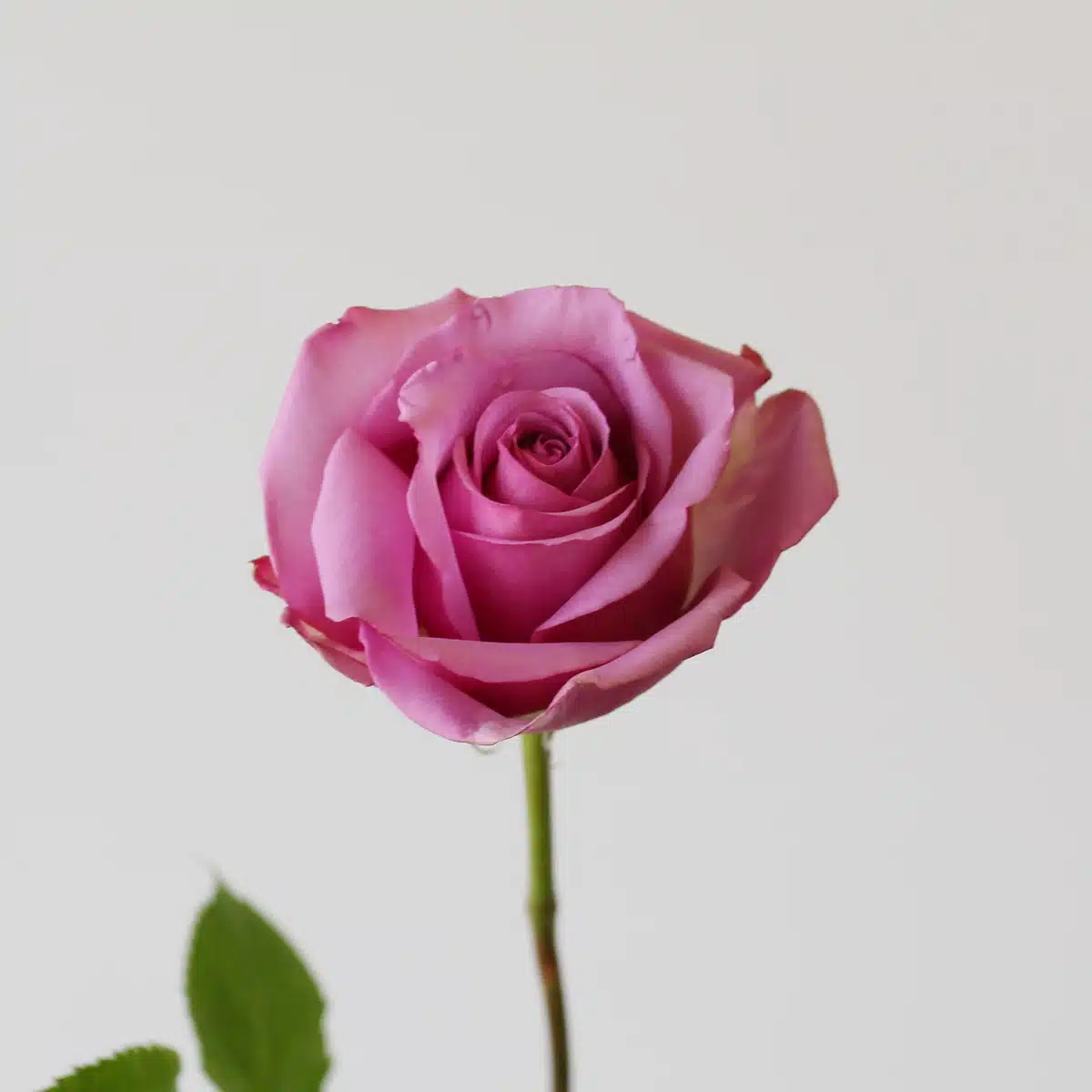 Bulk Cool Water Roses – 50 cm
