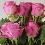 Bulk Cool Water Roses – 50 cm