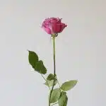 Bulk Cool Water Roses – 50 cm