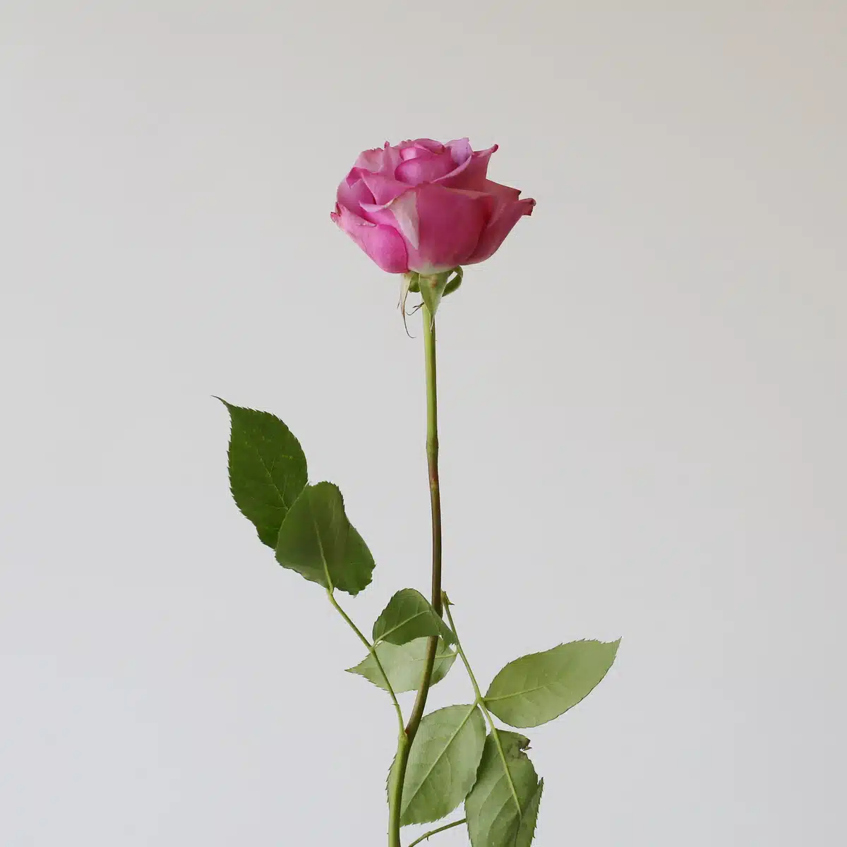 Bulk Cool Water Roses – 50 cm