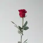 Bulk Freedom Roses – 50 cm