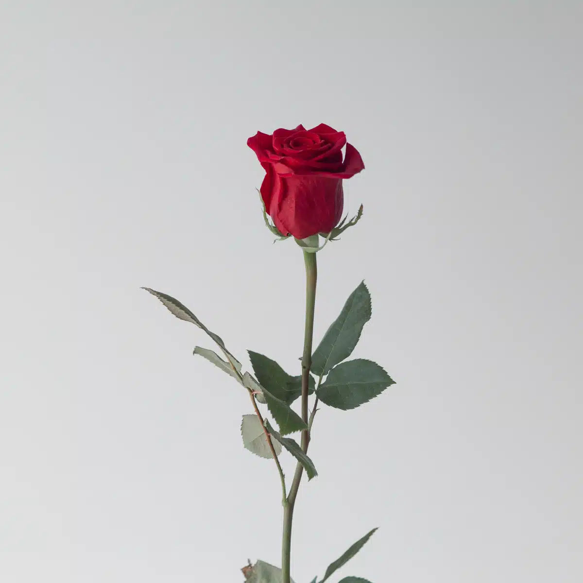 Bulk Freedom Roses – 50 cm