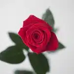 Bulk Freedom Roses – 50 cm