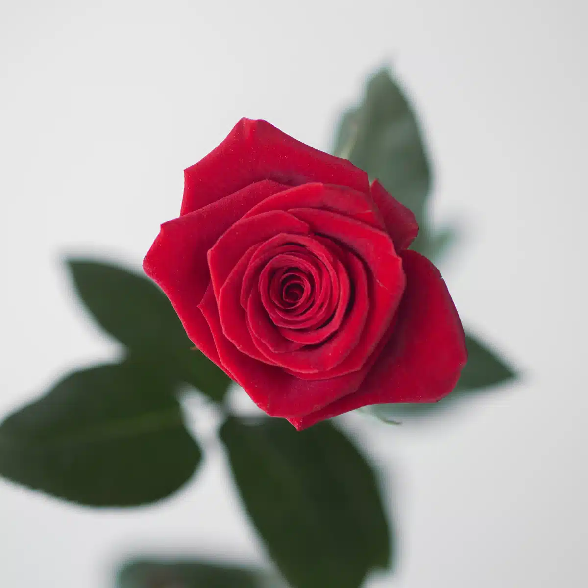 Bulk Freedom Roses – 50 cm