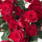 Bulk Freedom Roses – 50 cm