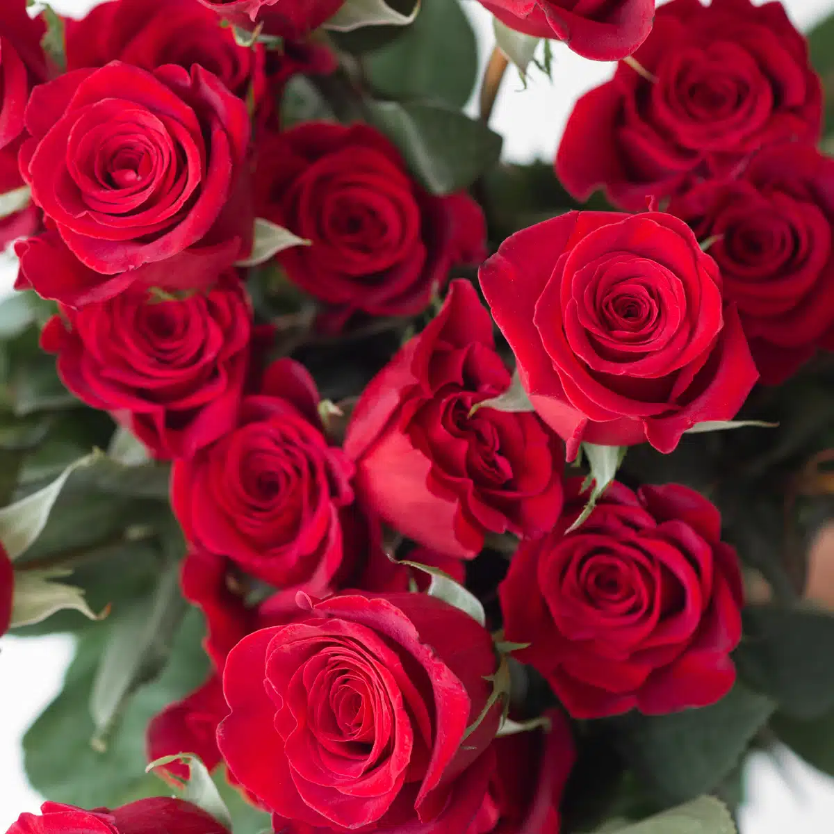 Bulk Freedom Roses – 50 cm