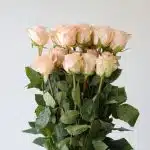 Bulk Tiffany Roses – 60 cm