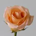 Bulk Tiffany Roses – 60 cm