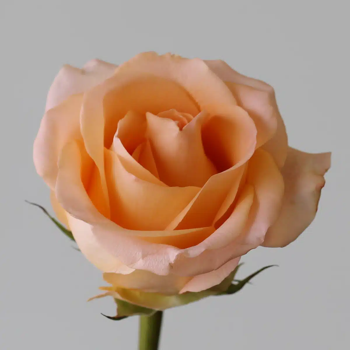 Bulk Tiffany Roses – 60 cm