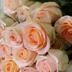 Bulk Tiffany Roses – 60 cm