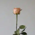 Bulk Tiffany Roses – 60 cm