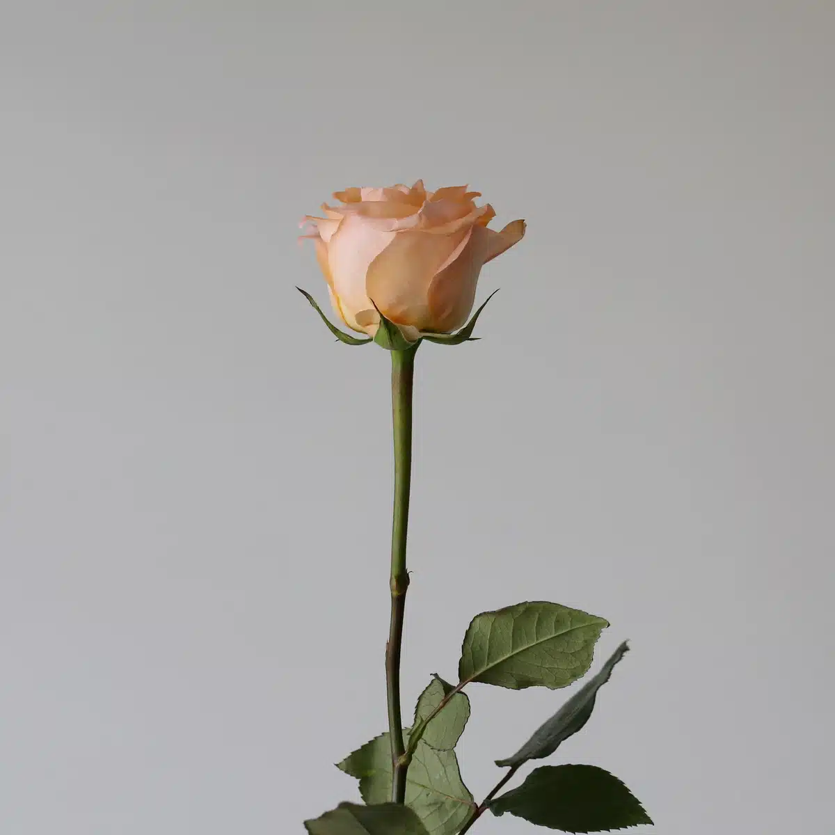 Bulk Tiffany Roses – 60 cm