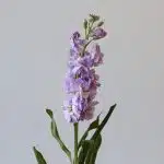 Double Stock Lavender