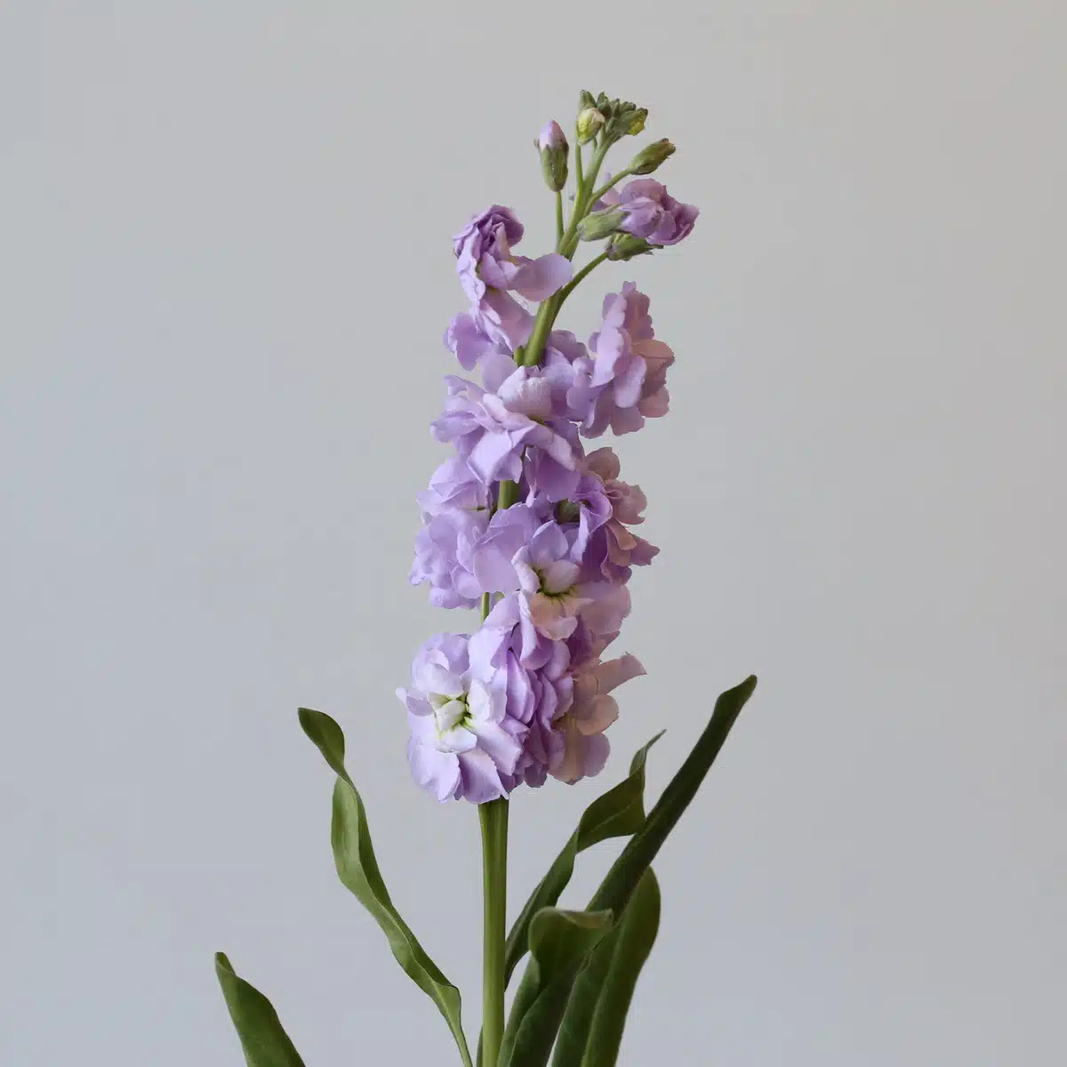 Double Stock Lavender