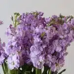 Double Stock Lavender