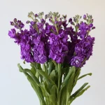Giroflées mauves