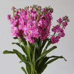 Double Stock Pink