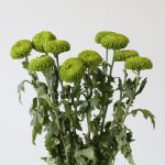 Green Cremon Disbud Chrysanthemums
