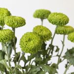 Green Cremon Disbud Chrysanthemums