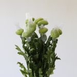 Green Cremon Disbud Chrysanthemums