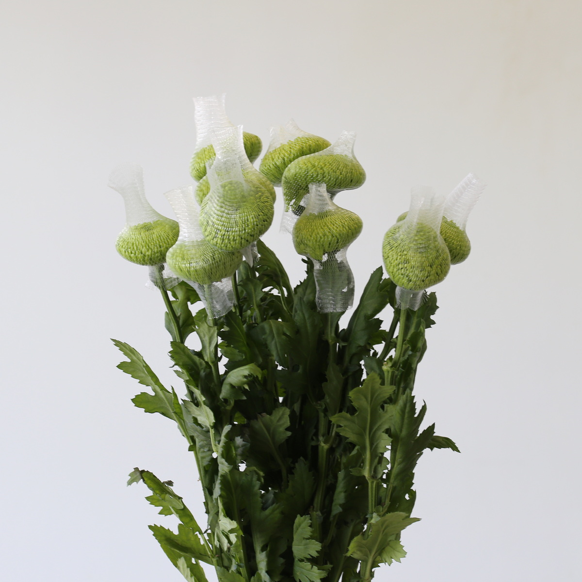 Green Cremon Disbud Chrysanthemums