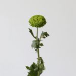 Green Cremon Disbud Chrysanthemums