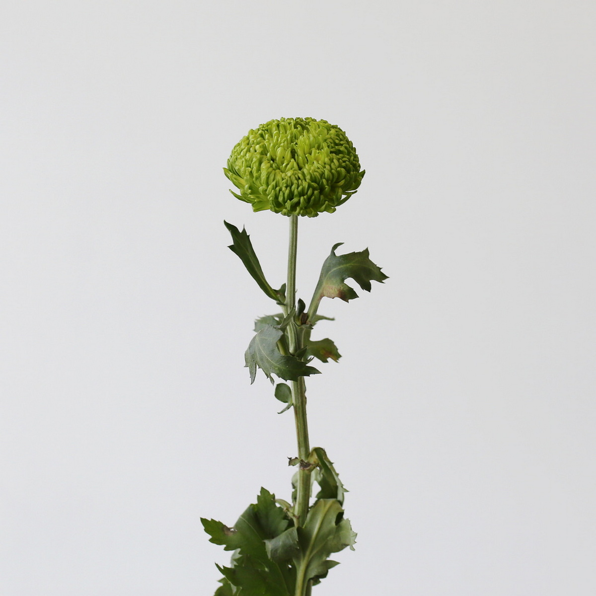 Green Cremon Disbud Chrysanthemums