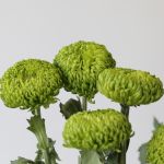 Green Cremon Disbud Chrysanthemums