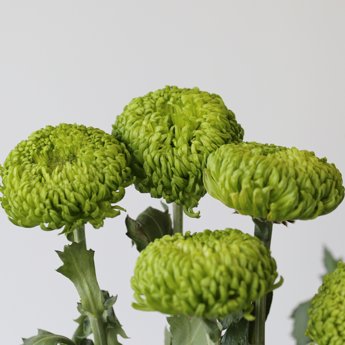 Green Cremon Disbud Chrysanthemums