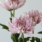Lavender Cremon Disbud Chrysanthemums