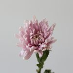 Lavender Cremon Disbud Chrysanthemums