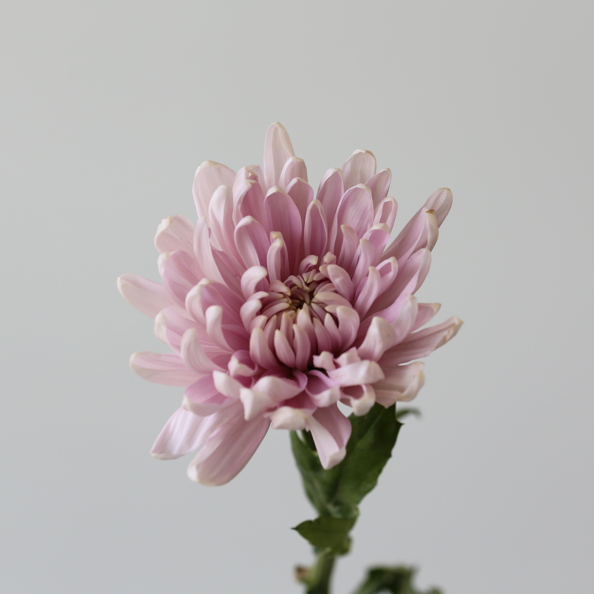 Lavender Cremon Disbud Chrysanthemums